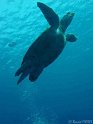 DSC09150 - 050329 - Gota Kebir (SO) - Tortue